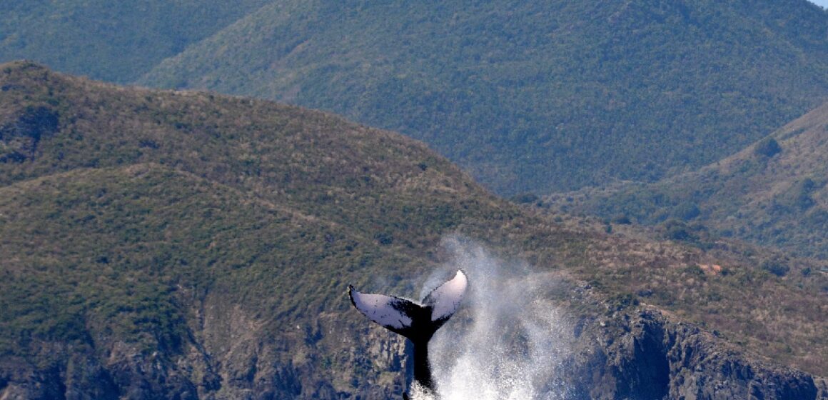 Baleine à bosse réserve naturelle nationale de Saint-Martin sanctuaire Agoa