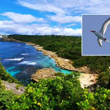Phaéton a bec rouge prise lors du suivi de 2023 photo Ommag Guadeloupe. Agents de l’ONF en prospection terrestre des oiseaux marins nicheurs 2 fois par mois pendant les mois de janvier et février 2024. Photo : FB Réserve Biologique Dirigée du Nord Grande-Terre Phaéton a bec rouge prise lors du suivi de 2023 photo Ommag Guadeloupe. Agents de l’ONF en prospection terrestre des oiseaux marins nicheurs 2 fois par mois pendant les mois de janvier et février 2024. Photo : FB Réserve Biologique Dirigée du Nord Grande-Terre