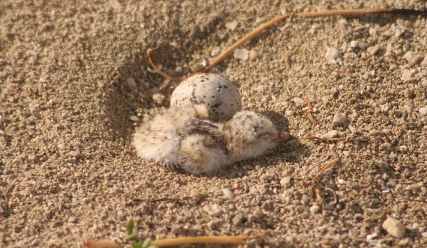 Les nids des sternes, camouflés dans le sable clair, sont vulnérables aux perturbations humaines. Photo : Parc national de la Guadeloupe