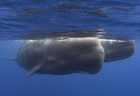 Des cachalots nagent ensemble au large de la Dominique en mars 2024. Dans une étude publiée mardi 7 mai dans la revue Nature Communications, des scientifiques étudiant les cachalots vivant autour de l'île caribéenne ont décrit pour la première fois les éléments de base de leur manière de communiquer entre eux. Ces recherches pourraient un jour contribuer à mieux les protéger. Photo : Samuel Lam via AP