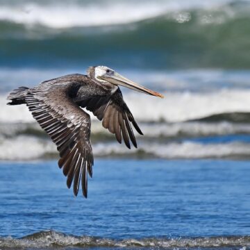 Pélican, oiseau emblématique et protégé en Guadeloupe.