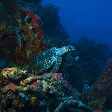 Guadeloupe. Réserve Cousteau. Photo : Kreiss / Energy Observer / Sipa