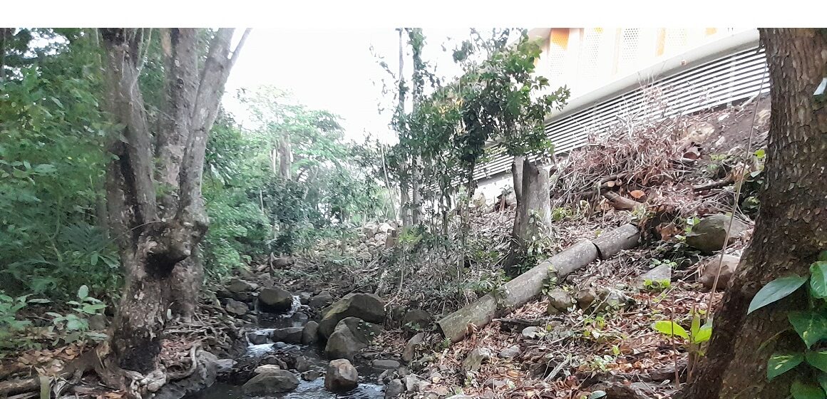Élagage au bord de la ravine Espérance à Basse-Terre. Mars 2025. Photo : Nathalie Serrand Élagage au bord de la ravine Espérance à Basse-Terre. Mars 2025. Photo : Nathalie Serrand