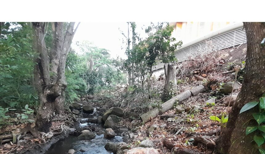 Élagage au bord de la ravine Espérance à Basse-Terre. Mars 2025. Photo : Nathalie Serrand