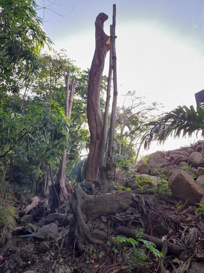 Élagage au bord de la ravine Espérance à Basse-Terre. Mars 2025. Photo : Nathalie Serrand
