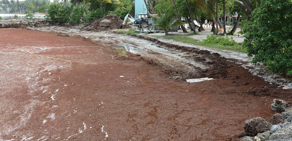 Plage Les Galbas à Sainte-Anne, le 30 avril 2024 : un littoral défiguré sous l'invasion des algues sargasses. Photo : Gilles Morel / Sipa