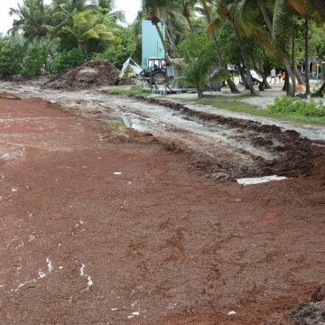 Plage Les Galbas à Sainte-Anne, le 30 avril 2024 : un littoral défiguré sous l'invasion des algues sargasses. Photo : Gilles Morel / Sipa