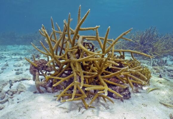 Ponte des coraux du genre Acropora, Guadeloupe août 2022. Photo : Claude Bouchon / Parc national de Guadeloupe