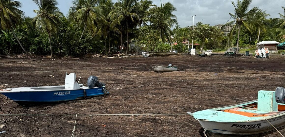 Quai du port de pêche envahi par les sargasses et bateaux immobilisés à Sainte-Marie, Capesterre-Belle-Eau, juillet 2025 Quai du port de pêche envahi par les sargasses et bateaux immobilisés à Sainte-Marie, Capesterre-Belle-Eau, juillet 2025
