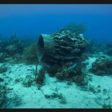 En Guadeloupe, le paysage corallien se dégrade, principalement sous l’effet du rejet des eaux usées non traitées, qui affaiblit irréversiblement l'écosystème. Photo : capture écran vidéo Parc national de la Guadeloupe En Guadeloupe, le paysage corallien se dégrade, principalement sous l’effet du rejet des eaux usées non traitées, qui affaiblit irréversiblement l'écosystème. Photo : capture écran vidéo Parc national de la Guadeloupe