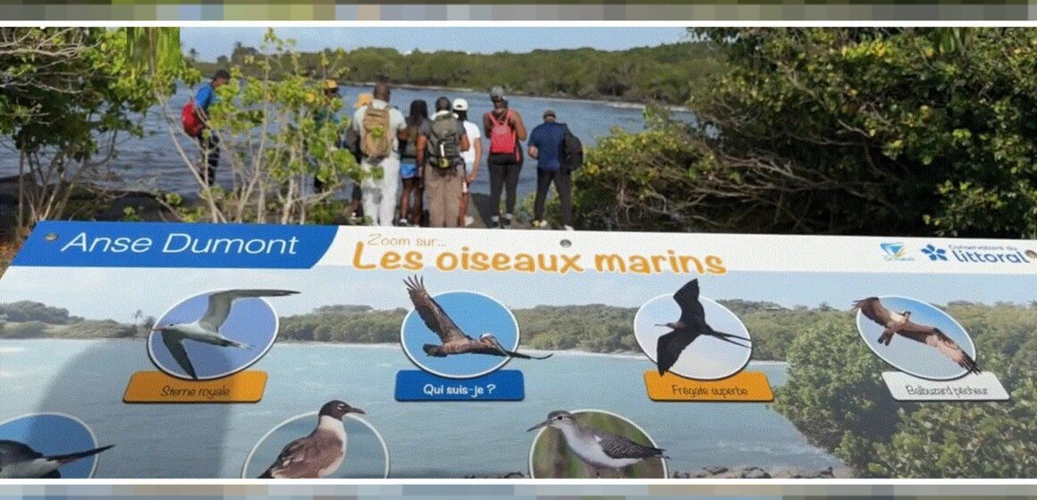 Un panneau pédagogique du sentier « Gozyé ékolo » à Saint-Félix au Gosier qui permet d'identifier et de comprendre le rôle écologique des oiseaux locaux. Photo : capture écran Canal 10