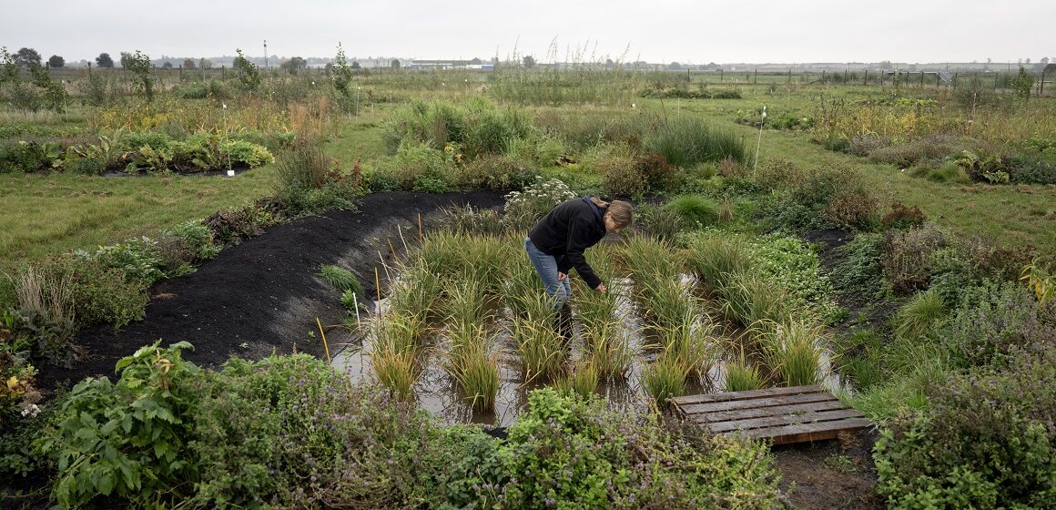 Cultiver du riz « n'a jamais été fait auparavant au Royaume-Uni », a déclaré la docteure Nadine Mitschunas, écologue au UK Centre for Ecology and Hydrology, en inspectant une culture de diverses espèces de riz sur un site expérimental dans l'est de l'Angleterre, le 14 octobre 2025. Photo : Oli Scarff / AFP Cultiver du riz « n'a jamais été fait auparavant au Royaume-Uni », a déclaré la docteure Nadine Mitschunas, écologue au UK Centre for Ecology and Hydrology, en inspectant une culture de diverses espèces de riz sur un site expérimental dans l'est de l'Angleterre, le 14 octobre 2025. Photo : Oli Scarff / AFP