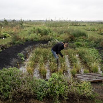Cultiver du riz « n'a jamais été fait auparavant au Royaume-Uni », a déclaré la docteure Nadine Mitschunas, écologue au UK Centre for Ecology and Hydrology, en inspectant une culture de diverses espèces de riz sur un site expérimental dans l'est de l'Angleterre, le 14 octobre 2025. Photo : Oli Scarff / AFP