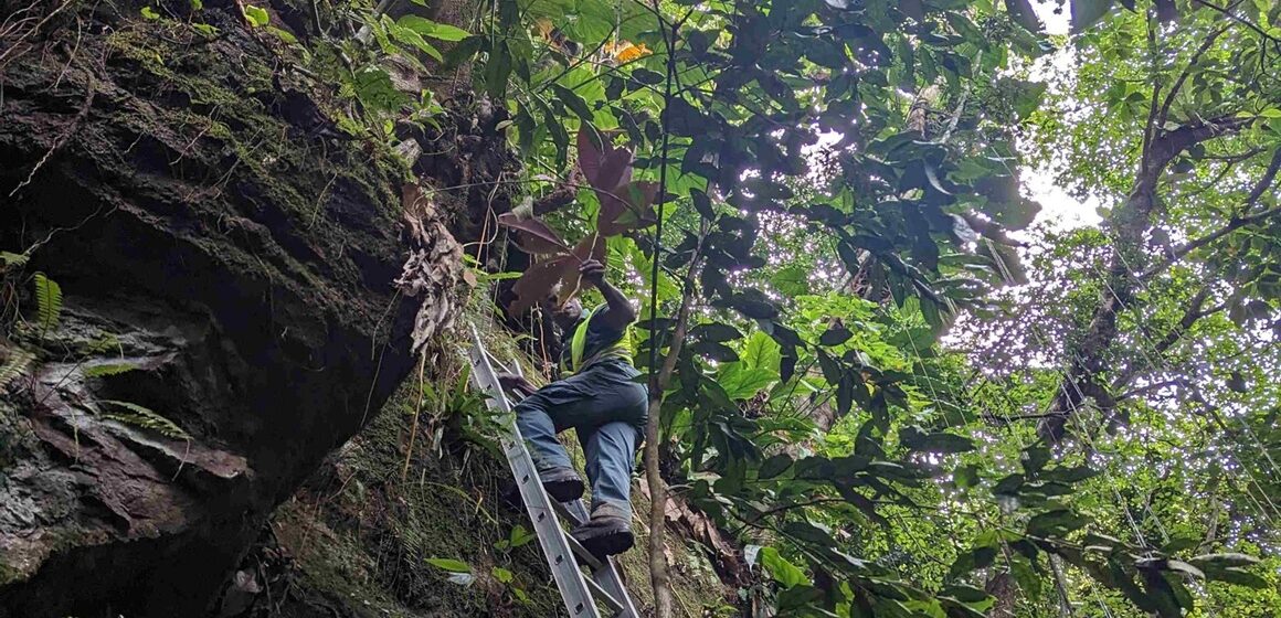 Un agent de l'Office national des forêts (ONF) procède à l’arrachage manuel d’un Miconia calvescens à Matouba, sur les hauteurs de Saint-Claude en Guadeloupe en juin 2023. Photo : ONF Guadeloupe Un agent de l'Office national des forêts (ONF) procède à l’arrachage manuel d’un Miconia calvescens à Matouba, sur les hauteurs de Saint-Claude en Guadeloupe en juin 2023. Photo : ONF Guadeloupe