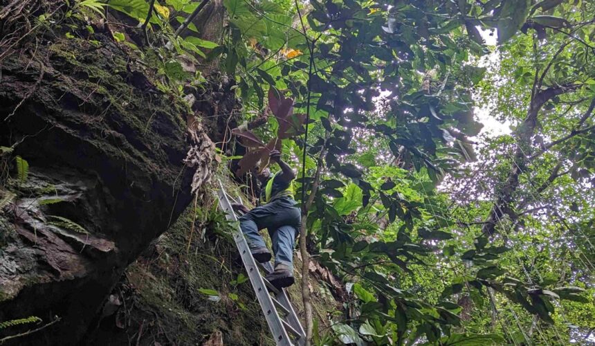 Un agent de l'Office national des forêts (ONF) procède à l’arrachage manuel d’un Miconia calvescens à Matouba, sur les hauteurs de Saint-Claude en Guadeloupe en juin 2023. Photo : ONF Guadeloupe