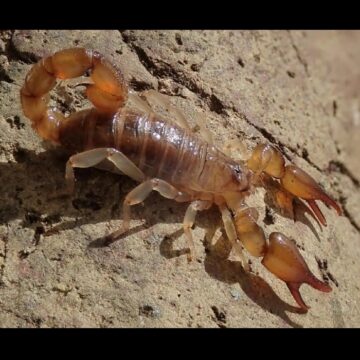 Oiclus desirade, scorpion découvert à La Désirade en Guadeloupe. Photo : T. Ramage Oiclus desirade, scorpion découvert à La Désirade en Guadeloupe. Photo : T. Ramage
