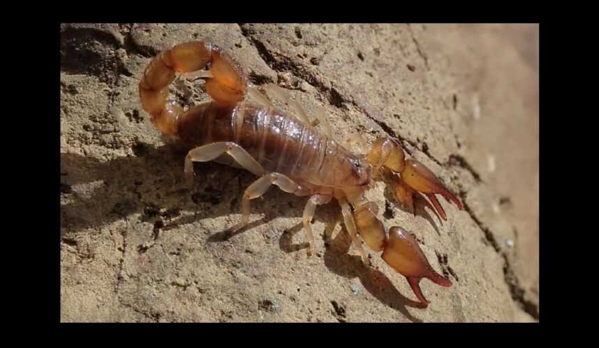 Oiclus desirade, scorpion découvert à La Désirade en Guadeloupe. Photo : T. Ramage