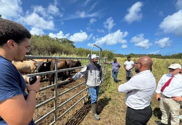 Inauguration de l'atelier d'engraissement bovin à Petit-Canal, le 30 janvier. Photo : Ville de Petit-Canal Inauguration de l'atelier d'engraissement bovin à Petit-Canal, le 30 janvier. Photo : Ville de Petit-Canal